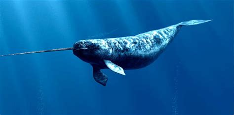 baleia narval - filme a baleia onde assistir